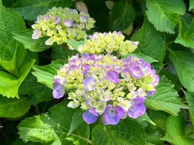 府中市郷土の森 あじさい