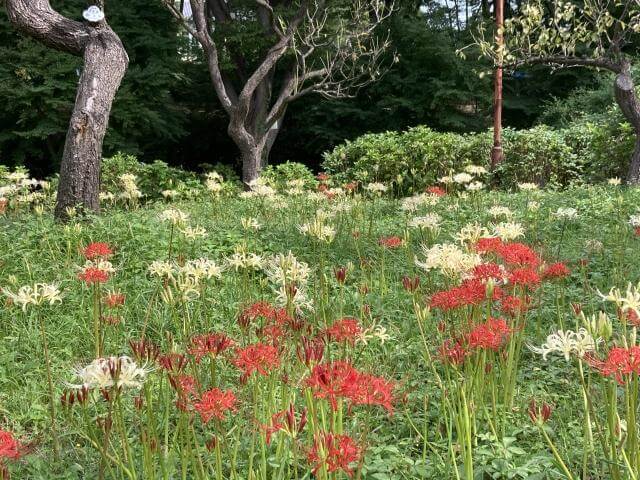 府中市郷土の森博物館 曼珠沙華
紅白
