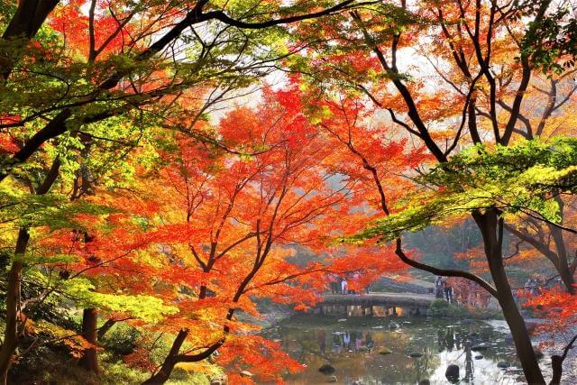 小石川後楽園　紅葉