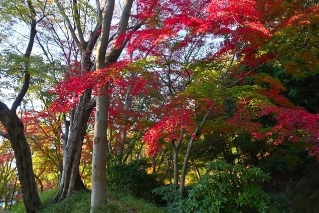 芝公園　紅葉　