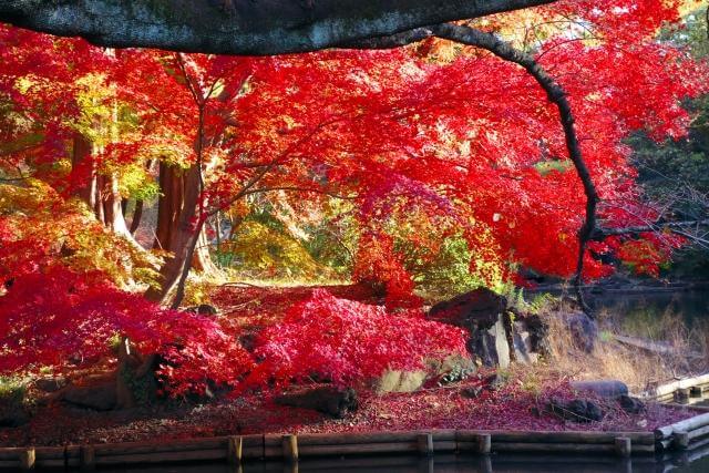 小石川後楽園　紅葉