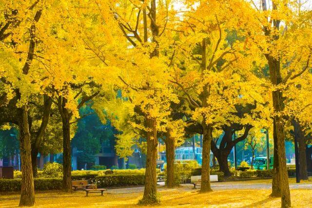 芝公園　黄葉