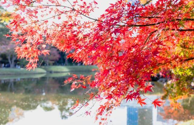 小石川後楽園　紅葉