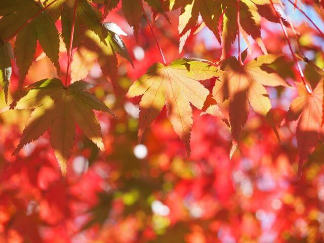 森林公園 紅葉