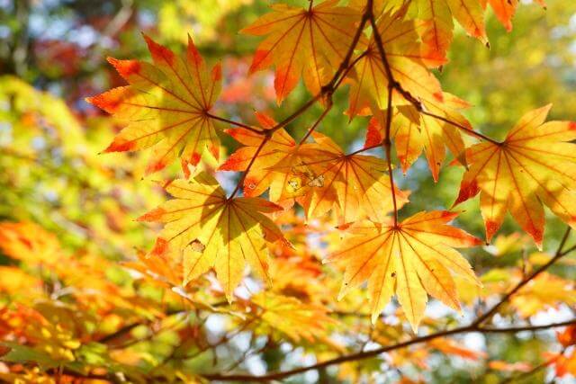 武蔵丘陵森林公園 紅葉