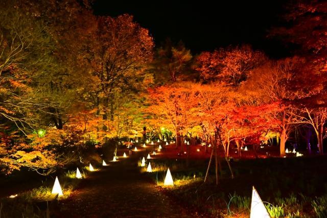 森林公園 紅葉 ライトアップ