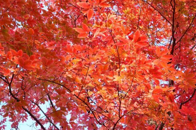 武蔵丘陵森林公園 紅葉