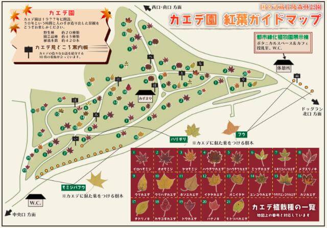 武蔵丘陵森林公園 カエデ園マップ