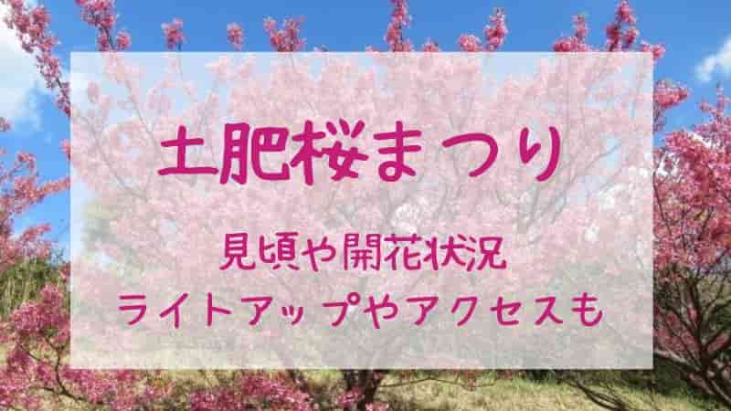 【土肥桜まつり】2026年の見頃はいつ？開花状況・ライトアップ・アクセス・駐車場まとめ