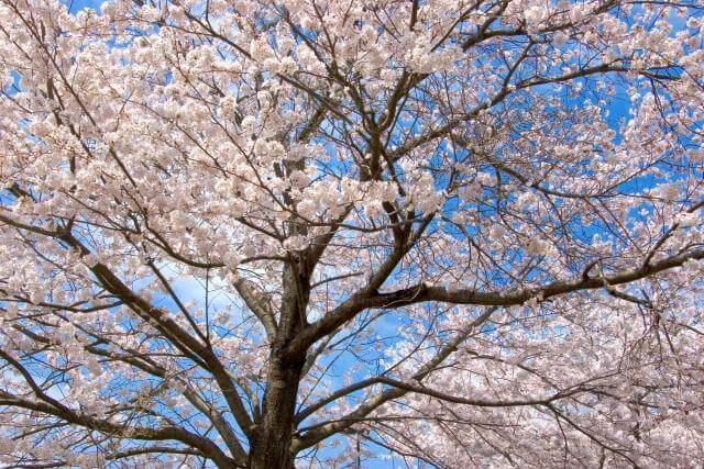 佐倉城址公園　桜