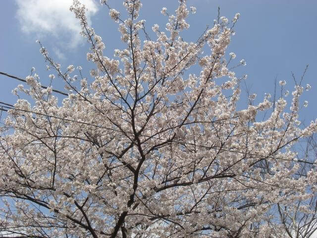 清水公園　桜