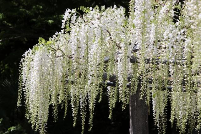 玉敷公園　白い藤