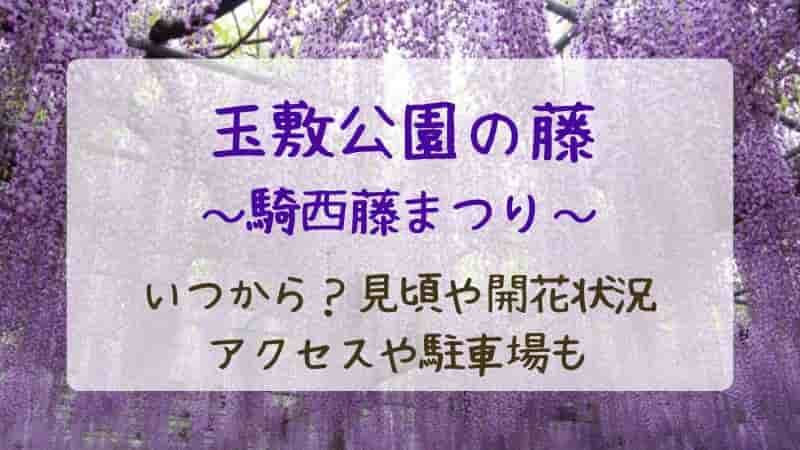 玉敷公園の藤の見頃はいつ?2026年の開花状況・藤まつり・混雑を解説